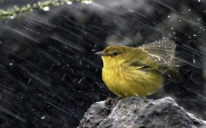 images_birds_rain