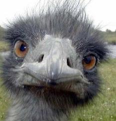 images_ostrich_looking_stupid
