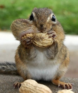 images_funny_greedy_squirrel