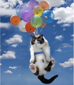 images_funny_cat_balloons