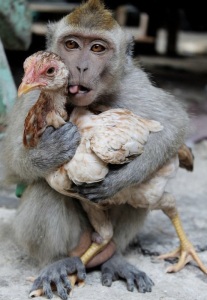 images_monkey_hugging_chicken