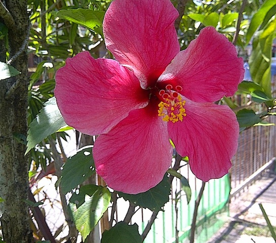 beautiful_hibiscus