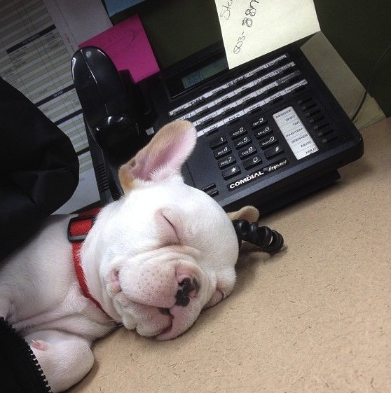 cute dogs sleeping on the job