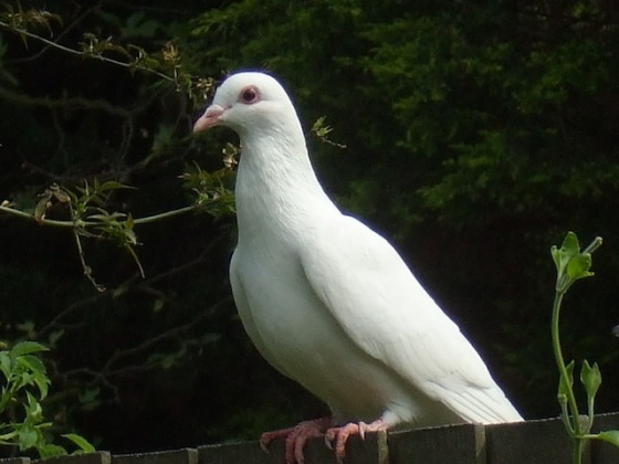 lovely white dove