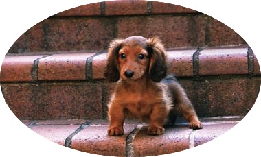 "Tiny but mighty!" http://animals.desktopnexus.com