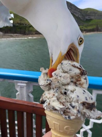 funny seagull with icrecream