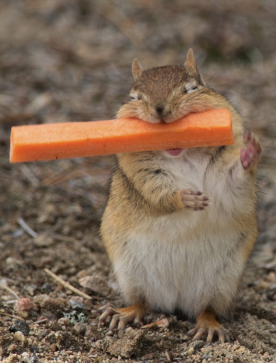 chipmunk with carrot