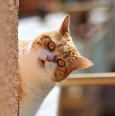 cute cat staring