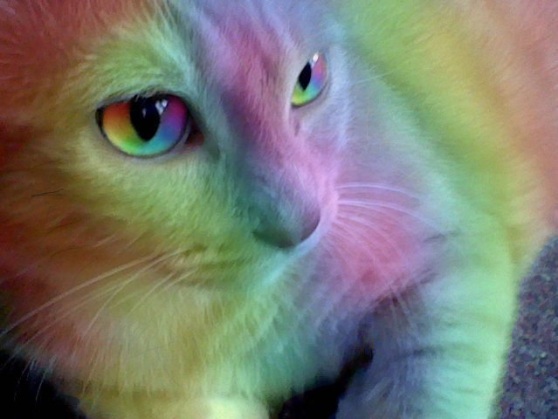 beautiful rainbow cat.jpg
