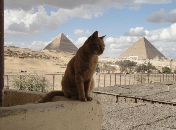 cat in egypt