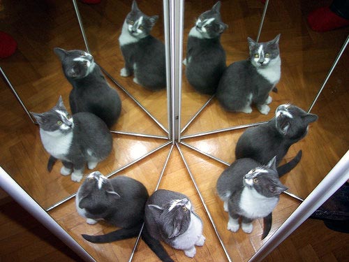 cat-reflections