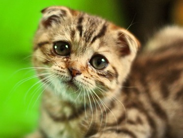 cat-sad-face
