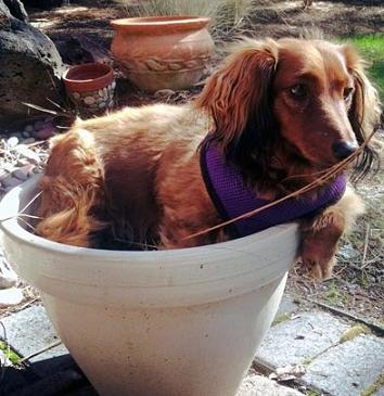 cute dachshund in pot-3