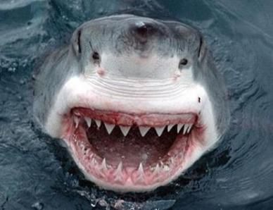 shark smiling