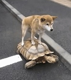 dog and turtle