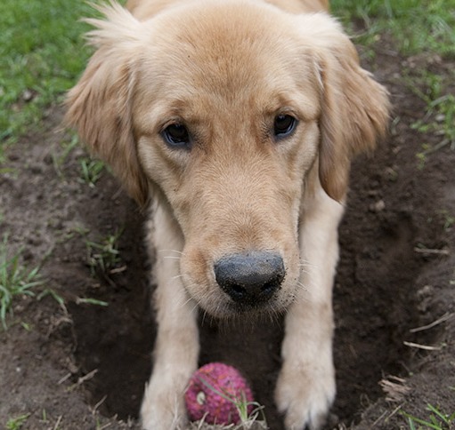 dog burying toy