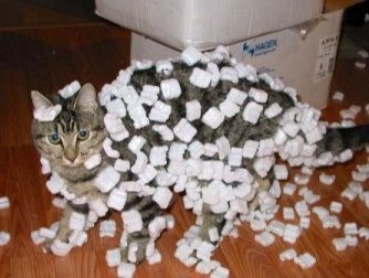 mashmallow cat