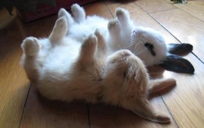 bunnies lying still