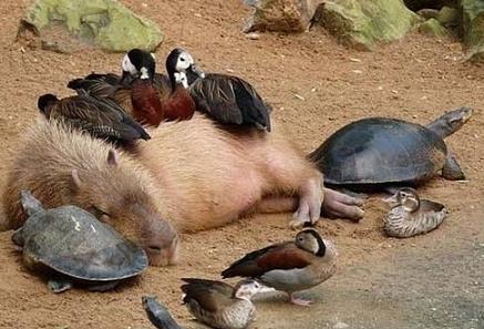 funny-animals-unity-pics1