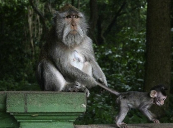 controlling monkeys