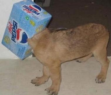 cute dog with box on head-3