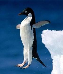 penguin-jumping