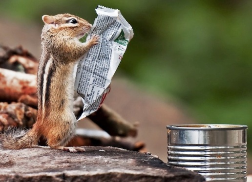 cute-squirrel-reading-label