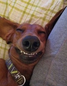 funny-dog-sleeping