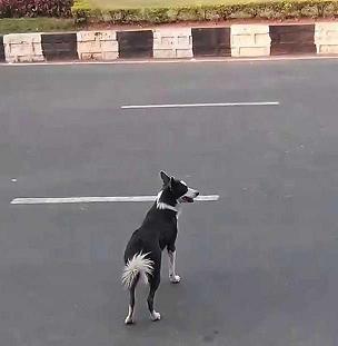 dog-crossing-the-road