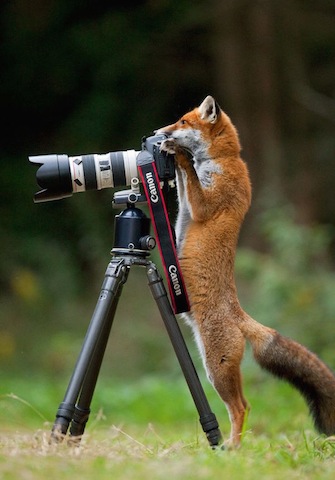 fox-with-camera