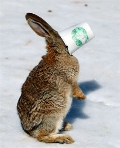 bunny with coffee.jpg