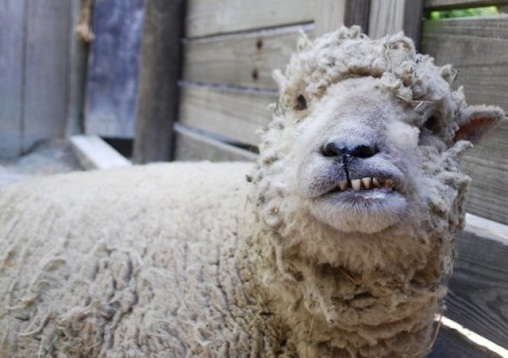 angry sheep.jpg