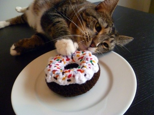 cute cat with donut