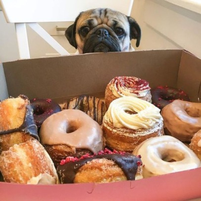 pug with donuts