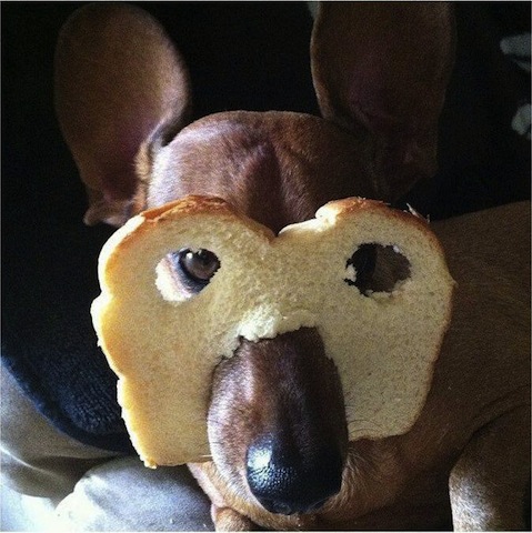 dog with bread