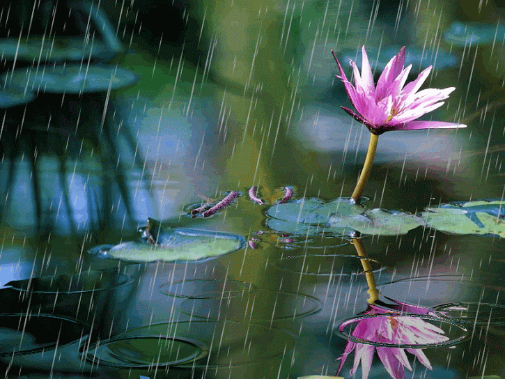 lotus-flower-in-rain
