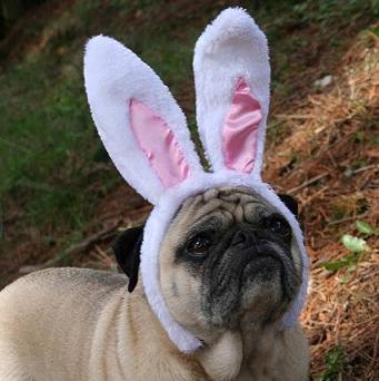 pug with bunny ears