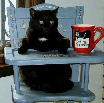 cat on high chair