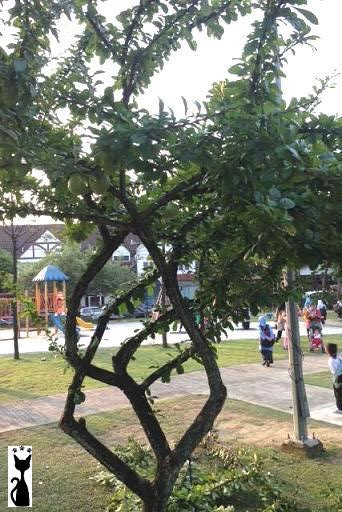 pomelo tree