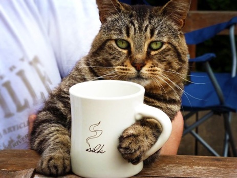 cat-coffee