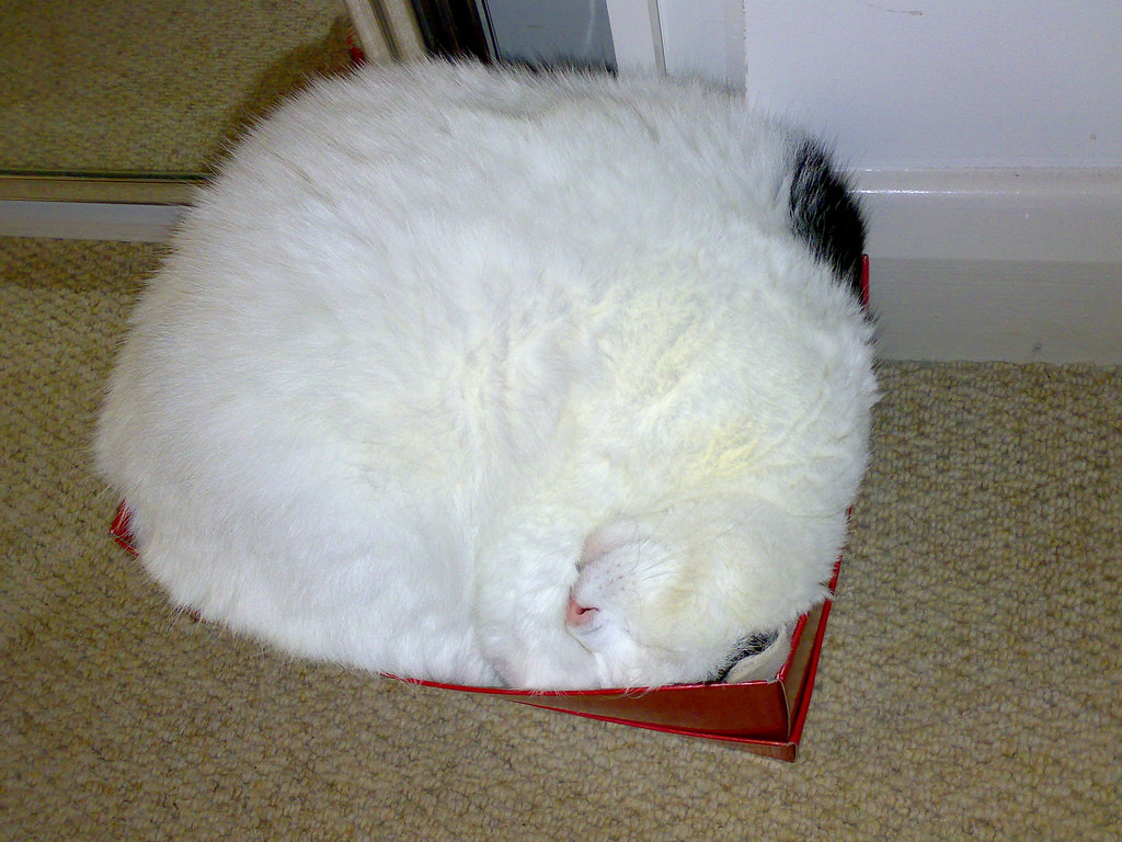 cat sleeping in shoe box