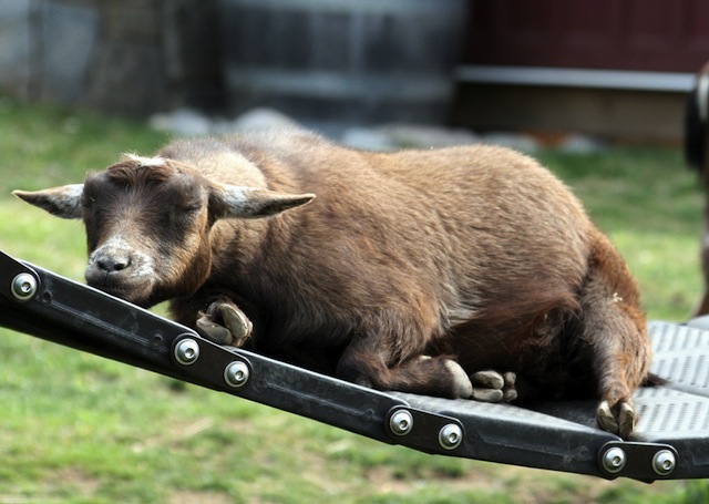 lazy goat