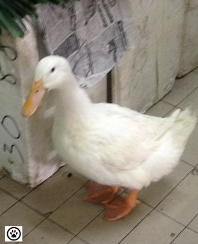 duck at the market-1