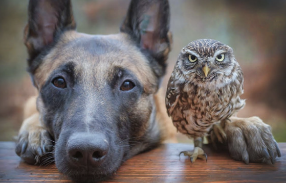 shepherd and owl