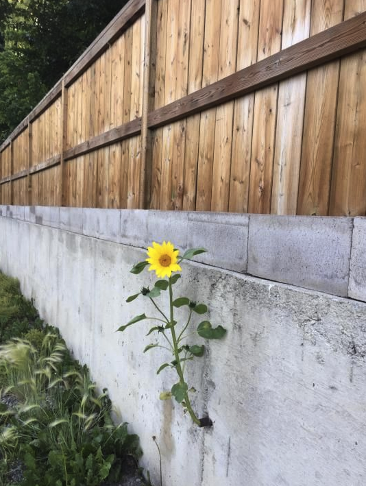 flower growing out of drain pipe
