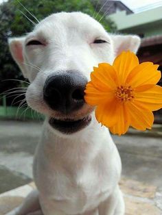 cute dog with flower.jpg