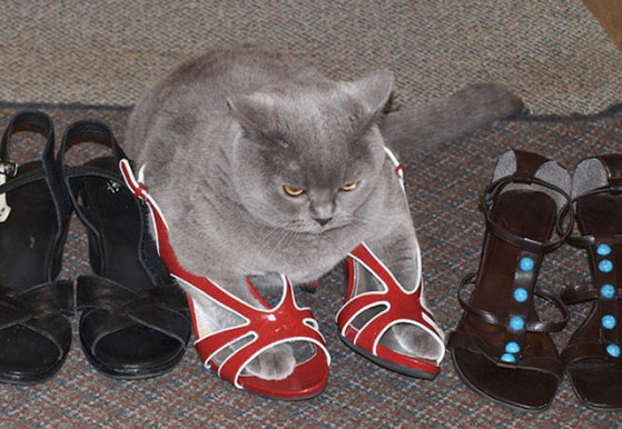 cat on heels