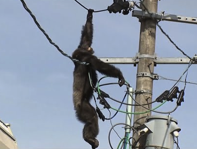 electrician chimp