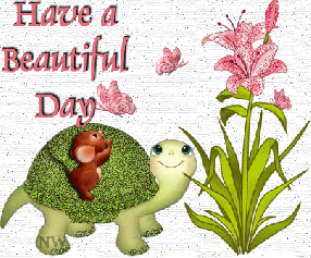 have-a-beautiful-day-tortoise-7bc74