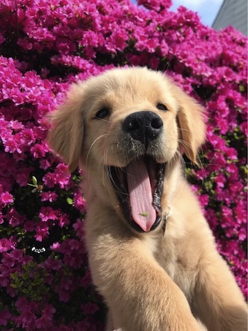 happy cute dog